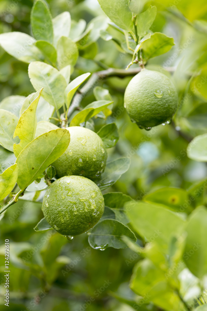 fresh lemon , agriculture fresh lemon , agriculture
