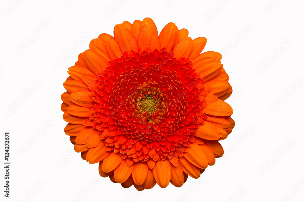 Gerbera Blume orange isoliert auf weißem Hintergrund Gerbera Blume orange isoliert auf weißem Hintergrund