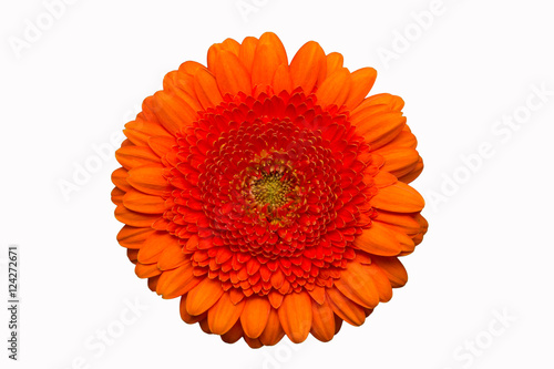 Gerbera Blume orange isoliert auf wei  em Hintergrund