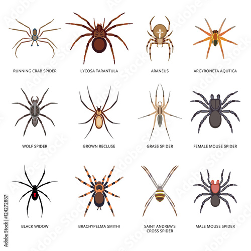 Spiders