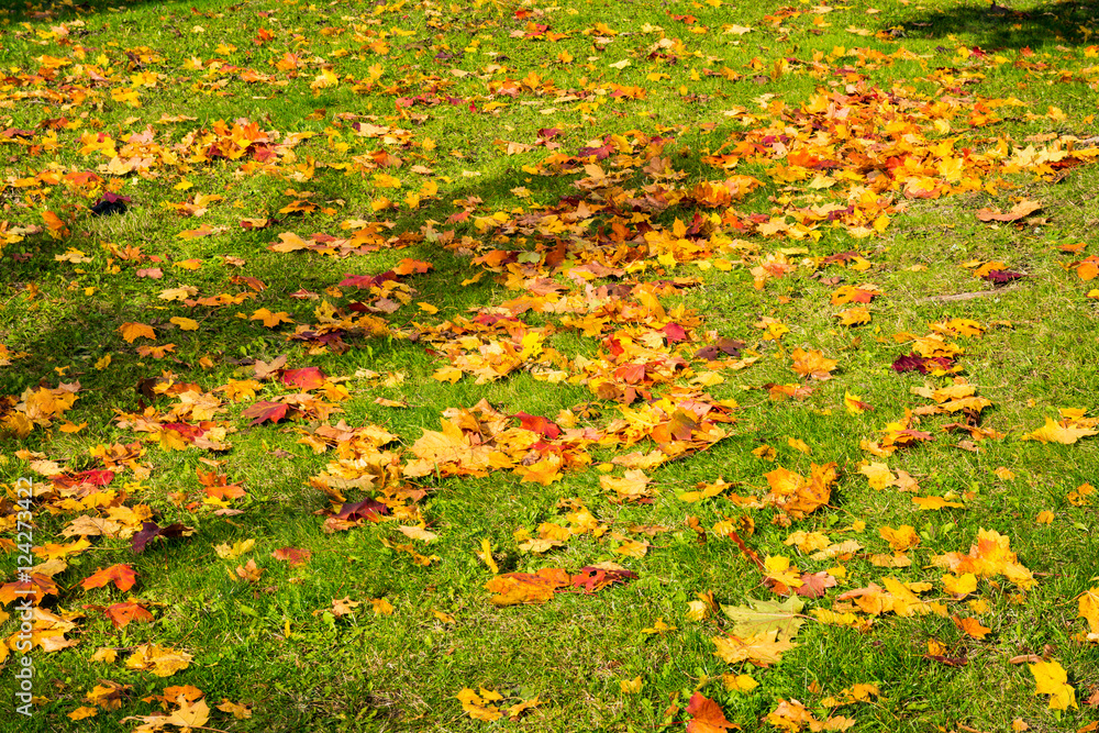 Dead Autumn Fall Leaves Season Laying Ground Grass Orange Brown Dead Autumn Fall Leaves Season Laying Ground Grass Orange Brown