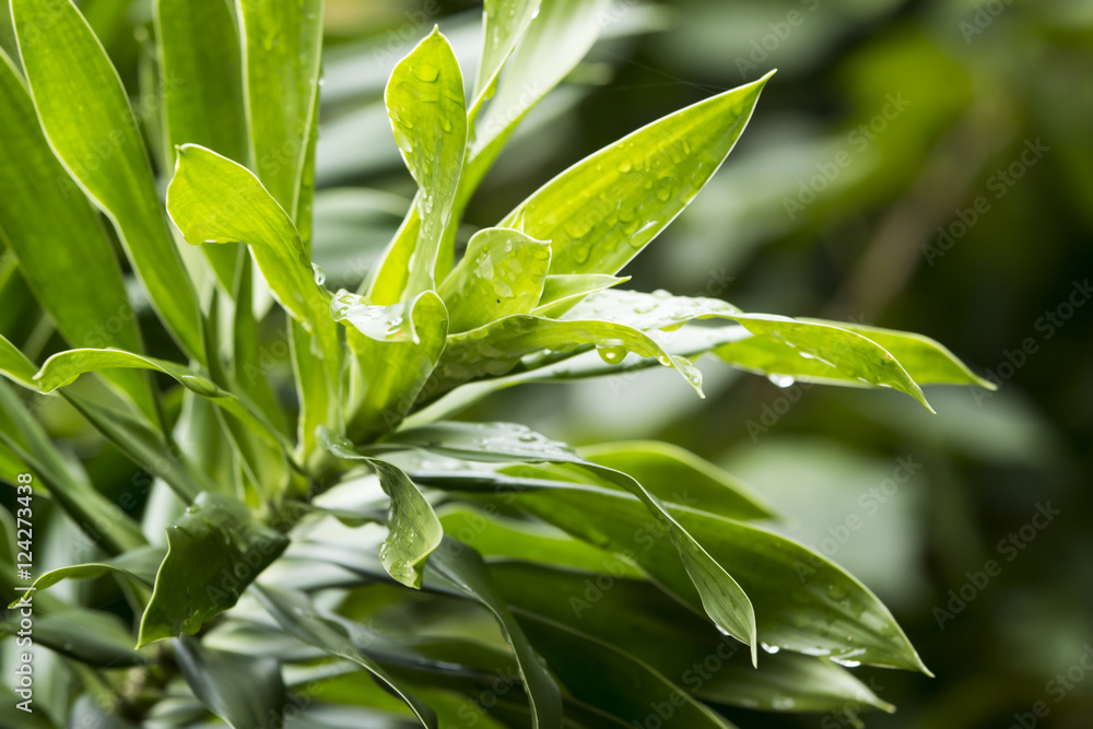 Naklejka premium green leaves background