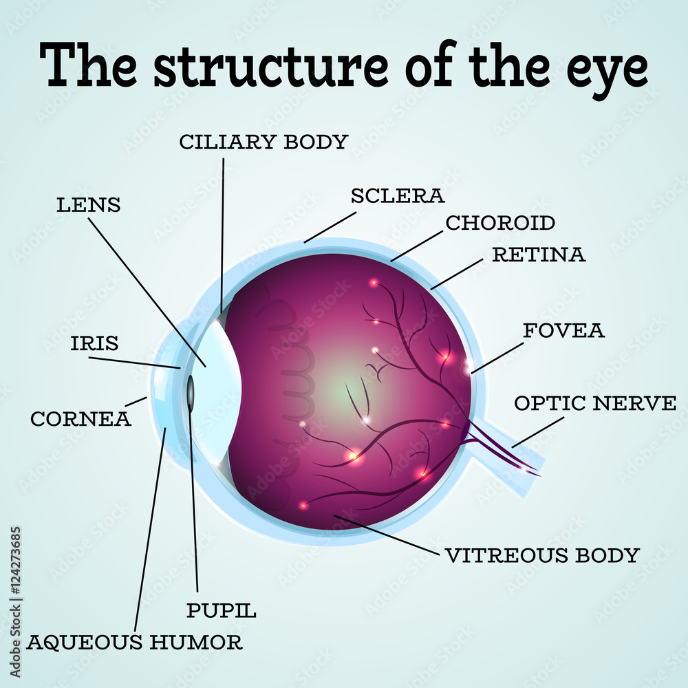 Human eye anatomy structure.Medical infographics for ophthalmology
