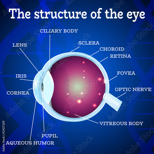 Human eye anatomy structure.Medical manual for ophthalmology clinic,vector illustration.Iris,pupil,lens,nerve,macula,retina,cornea on blue dna chain wallpaper for optician clinic.Medical infographics