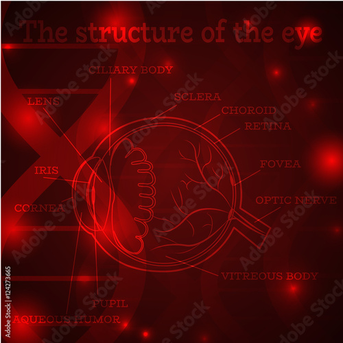 Human eye anatomy structure.Medical manual for ophthalmology clinic,vector illustration.Iris,pupil,lens,nerve,macula,retina,cornea on red dna chain wallpaper for optician clinic.Medical infographics