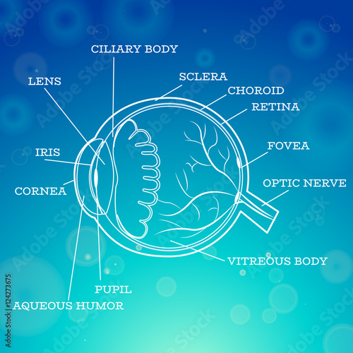 Human eye anatomy structure.Medical infographics for ophthalmology clinic,vector illustration.Iris,pupil,lens,nerve,macula,retina,cornea on eye anatomy for optometry clinic.Medical infographics