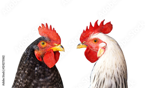 Two cocks, roosters against each other isolated on white