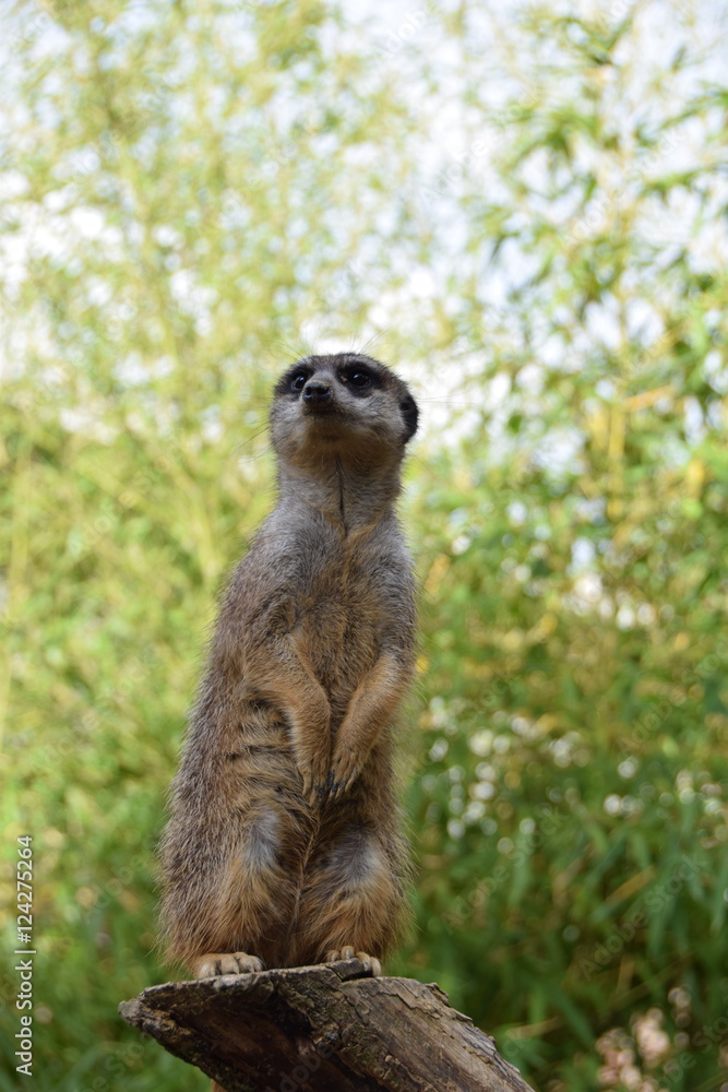 meerkat meerkat