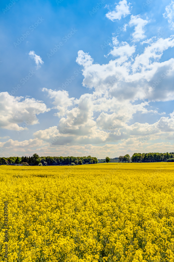 Yellow oilseed rape field