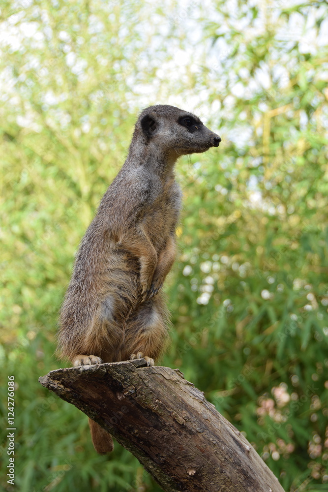 Obraz premium meerkat