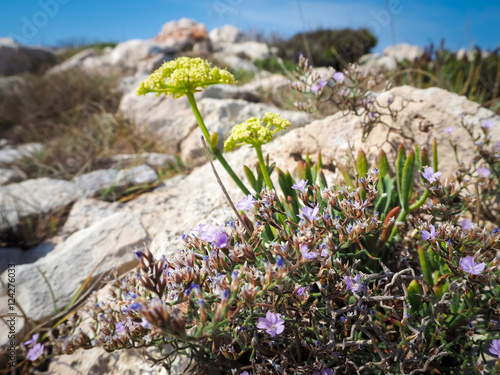 Croatian flora, a flower on Kornati island, Summer 2016