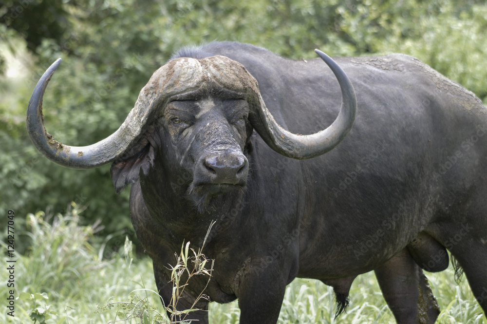 Büffel schaut böse in Südafrika 2