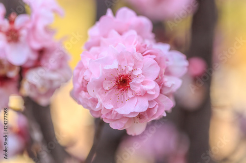 Fotografie cherry blossom
