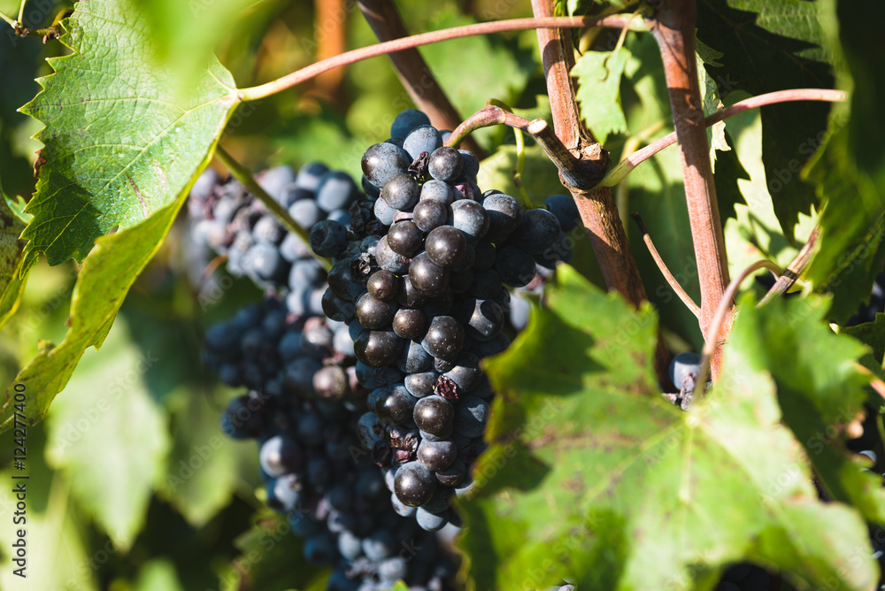 Italian grape harvest for wine in Tuscany.