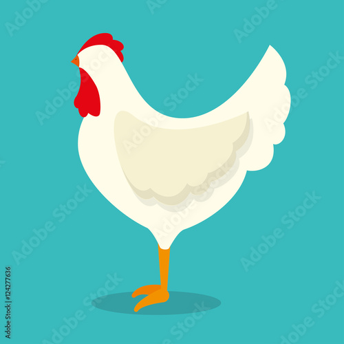 chicken bird animal farm vector illustration design