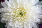 White asters flowers