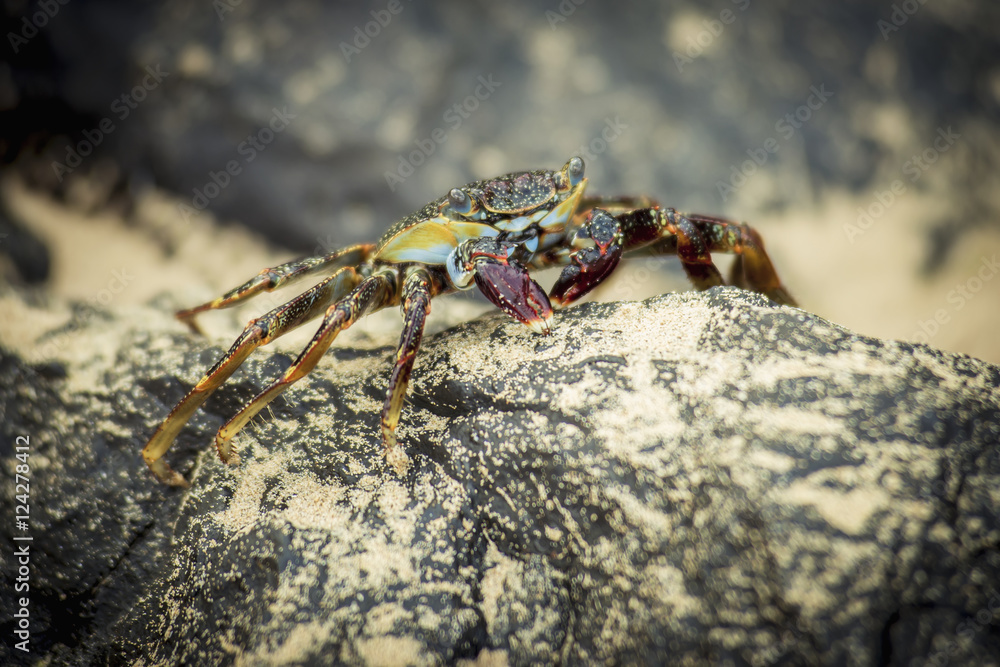 Crab on a rock in praia sancho;Fernando de noronha pernambuco brazil Crab on a rock in praia sancho;Fernando de noronha pernambuco brazil