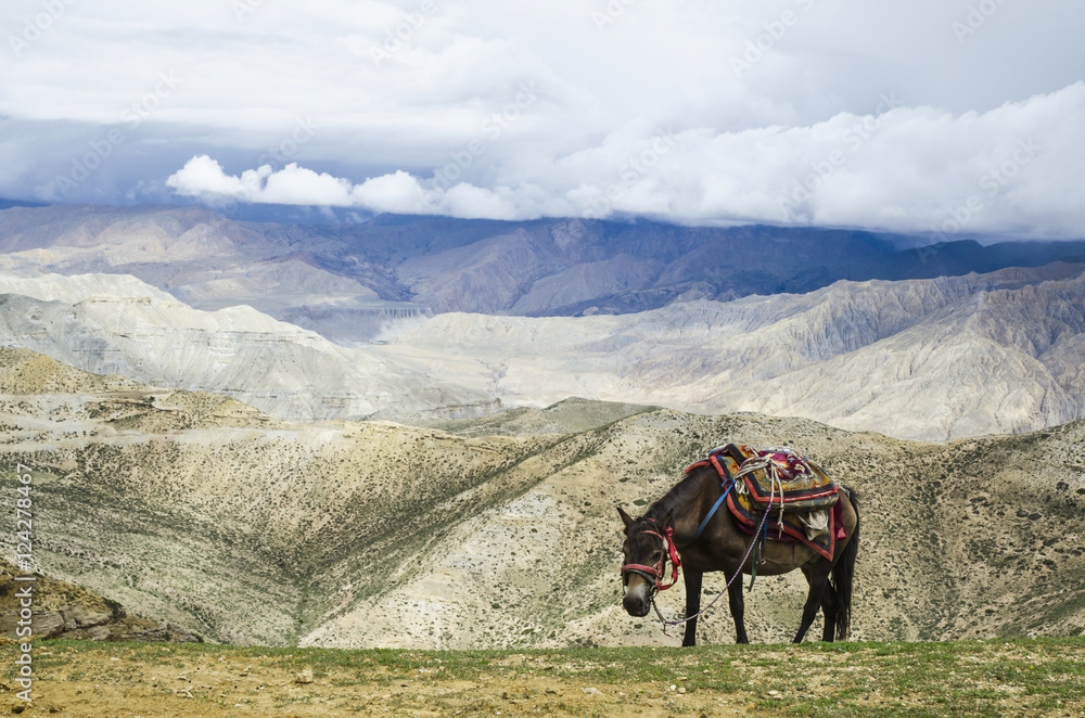 Nepalese horse rests on a mountain pass along the route from samar to gemi;Upper mustang nepal Nepalese horse rests on a mountain pass along the route from samar to gemi;Upper mustang nepal