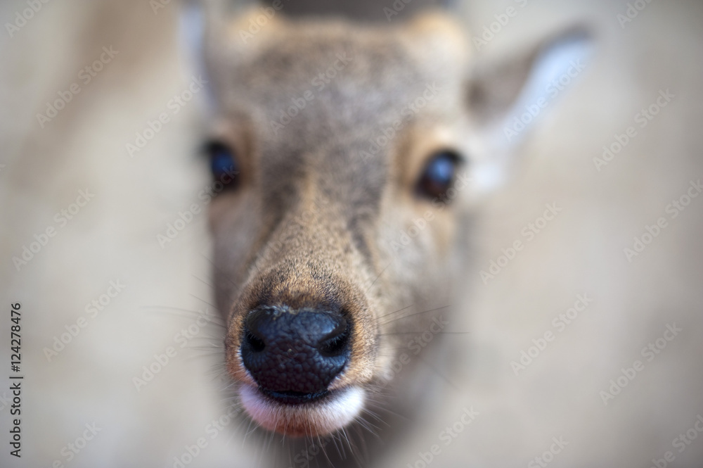 Fototapeta premium Deer Nose