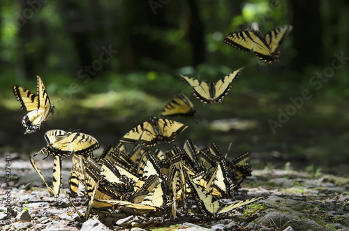 Abundance of eastern tiger swallowtail (papilio glaucus) butterflies on rocky ground in great smoky mountains national park;Tennessee united states of america photo