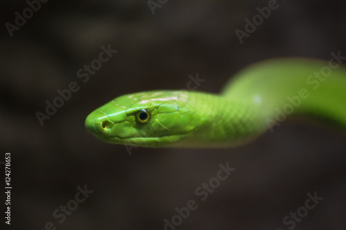 Green Mamba close up portrait