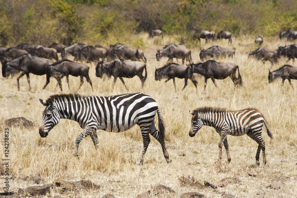 Zebras and wildebeest in the grass in the maasai mara national reserve;Maasai mara kenya Zebras and wildebeest in the grass in the maasai mara national reserve;Maasai mara kenya