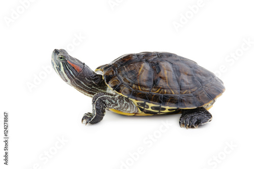 red ear turtle  isolated on white background