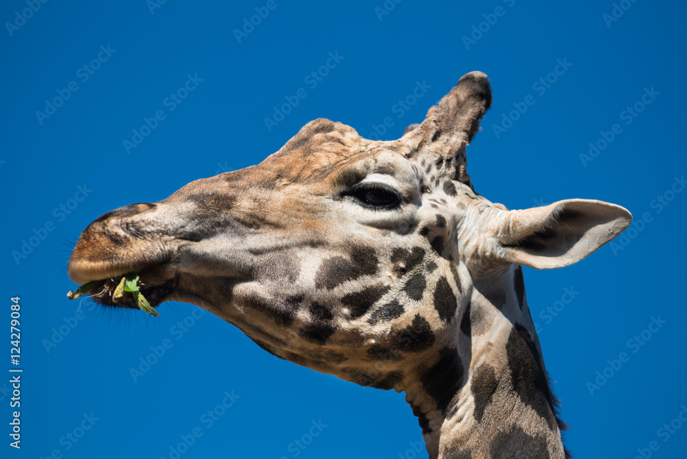 Close up view of a Giraffe eating Close up view of a Giraffe eating