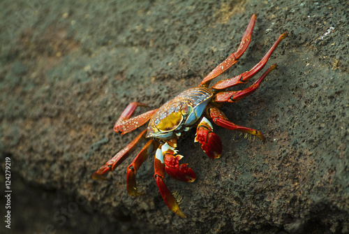 Sally lightfoot crab, Galapagos Islands, Ecuador photo