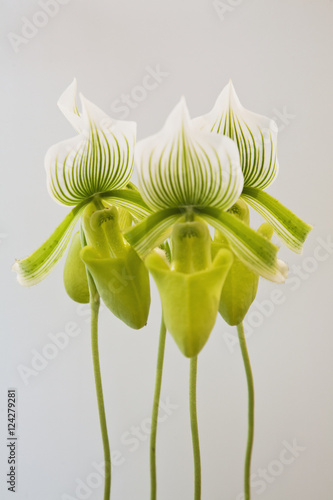 Paphiopedilum maudiae femma;Venlo holland photo