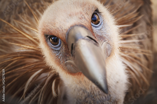 Griffon vulture portrait photo