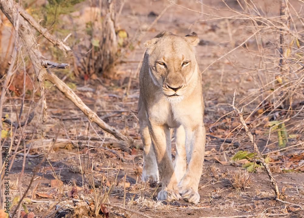 Fototapeta premium Wild Lioness in South Africa