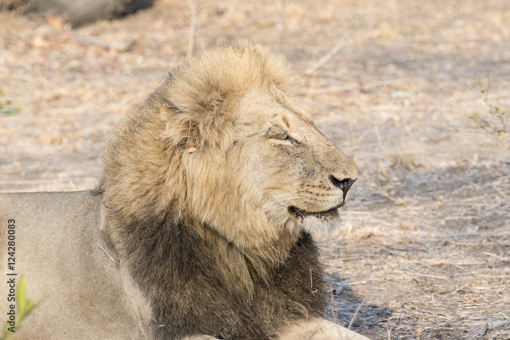 Wild Adult Male Lion in South Africa Wild Adult Male Lion in South Africa