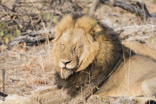 Wild Adult Male Lion with a Loose Canine in South Africa