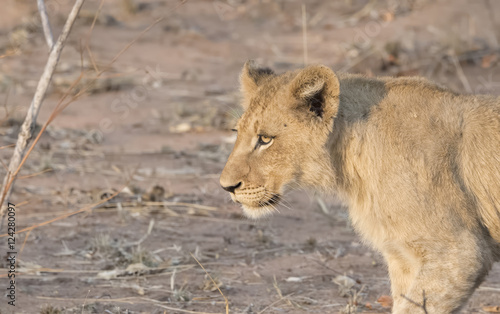 Wild Lioness in South Africa