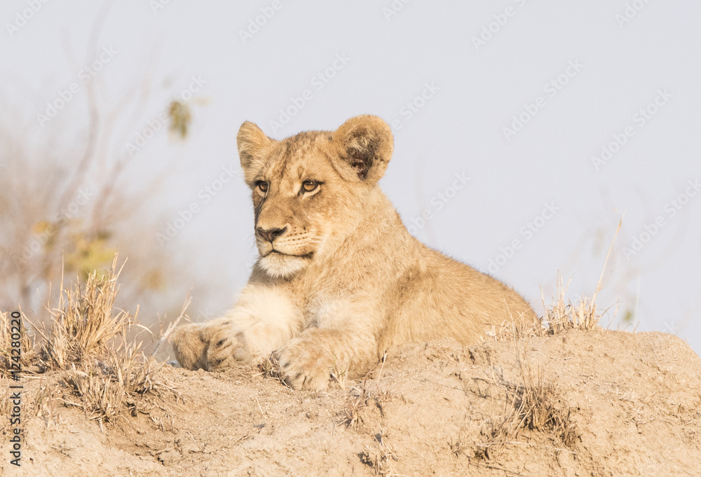 Wild Lion Cub on a Sand Hill in Africa Wild Lion Cub on a Sand Hill in Africa