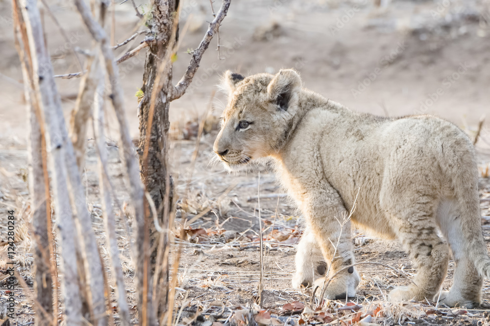 Wild Lion (Panthera leo) Cubs Walking through Grass in South Africa Wild Lion (Panthera leo) Cubs Walking through Grass in South Africa