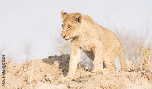 Wild Lion Cub on a Sand Hill in Africa