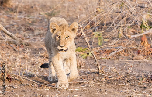 Wild Lion  Panthera leo  Cubs Walking through Grass in South Africa
