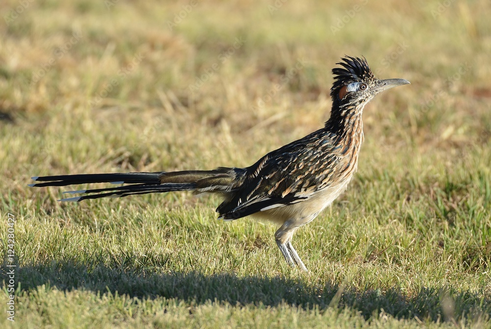 Obraz premium Roadrunner