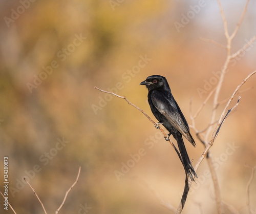 Fork-tailed Drongo (Dicrurus adsimilis) Sits on a Branch in Beau