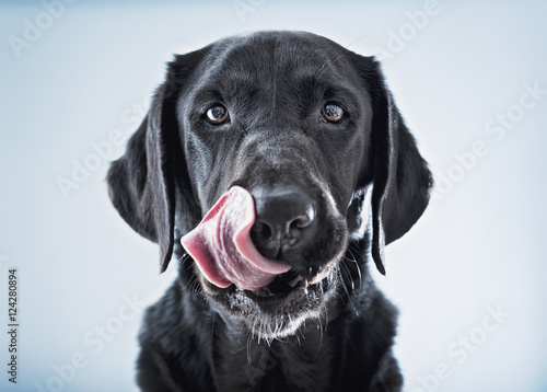 Black dog licking his lips photo