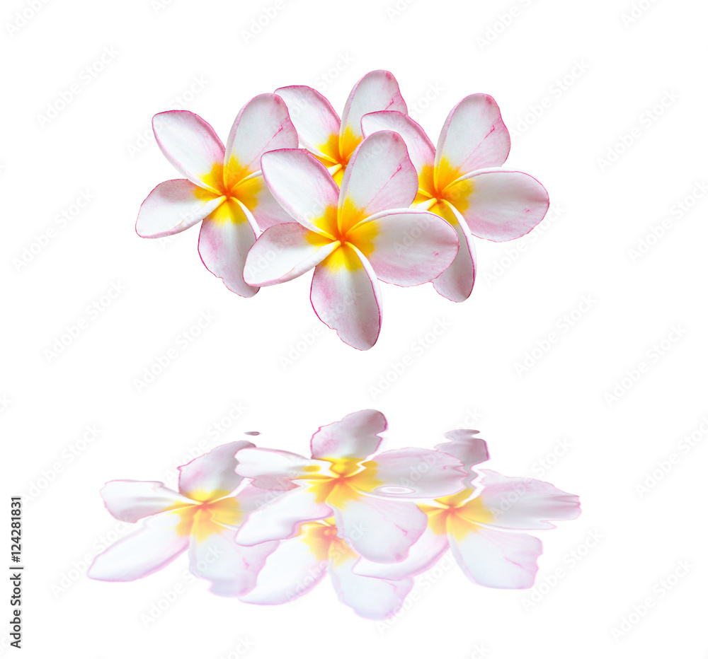 mock azalea flowers, impala lily, desert rose isolate on white background with reflection