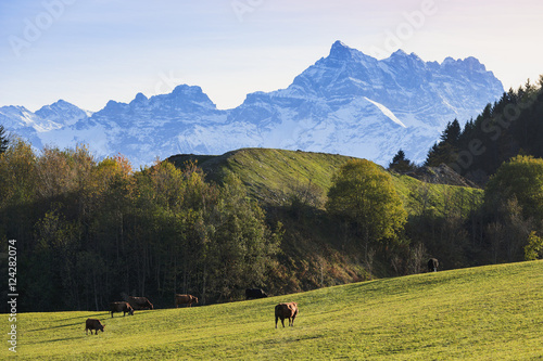 Cattle grazing in a field near leysen;Lieux suisse switzerland photo