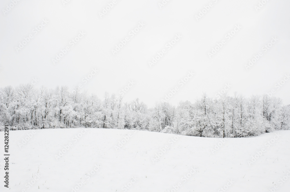 A line of trees on the edge of a field covered with snow;Ohio, united states of america A line of trees on the edge of a field covered with snow;Ohio, united states of america