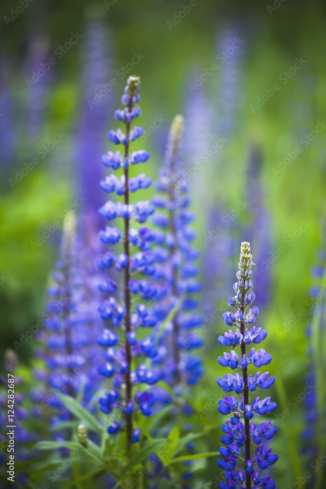 Wild lupins growing in a rural area;British columbia, canada Wild lupins growing in a rural area;British columbia, canada