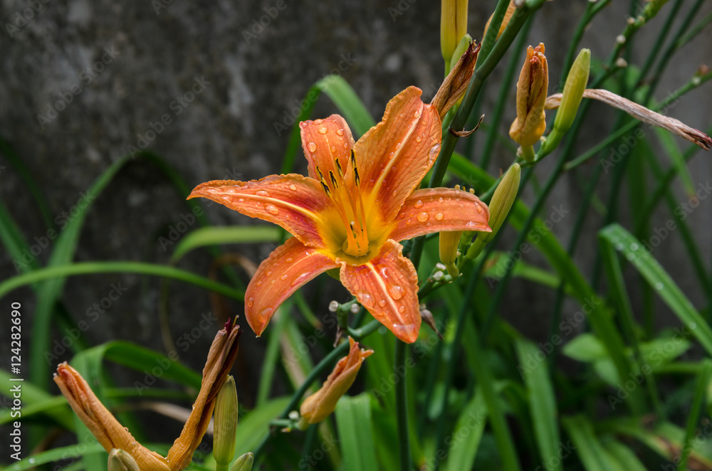 Orange lily in the garden after the rain Orange lily in the garden after the rain