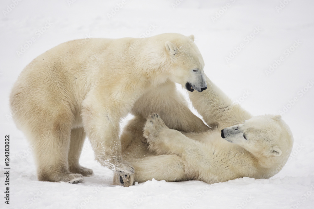 Polar bears playing in snow, Manitoba, Canada