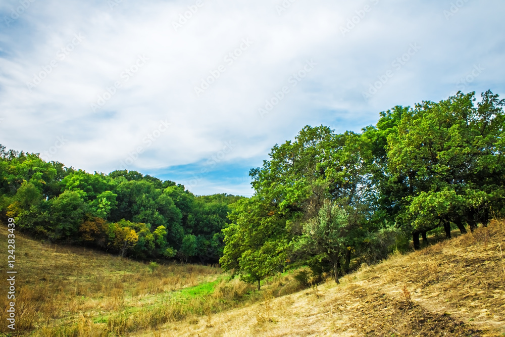 oaks on the hill in the valley, nature background