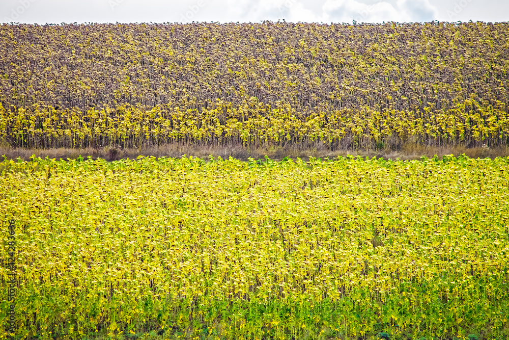 Obraz premium Field of ripe sunflowers and road, sky background